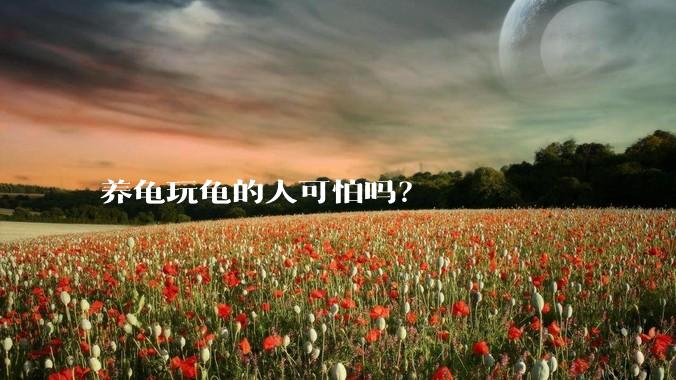 养龟玩龟的人可怕吗？