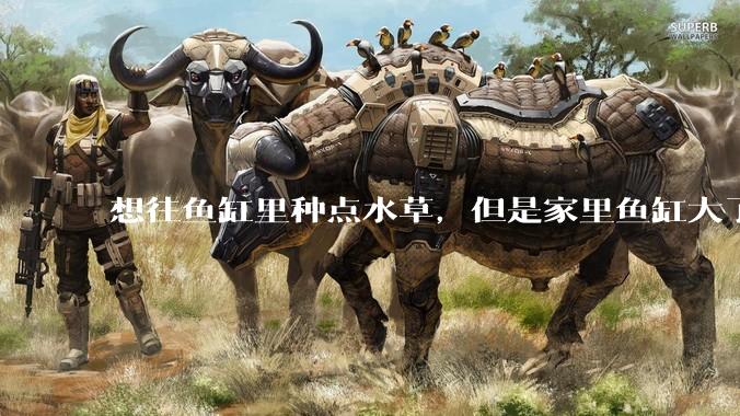 想往鱼缸里种点水草，但是家里鱼缸大了买水草泥或者底砂太贵了，有没有生活中可以替代的物品或其他建议？
